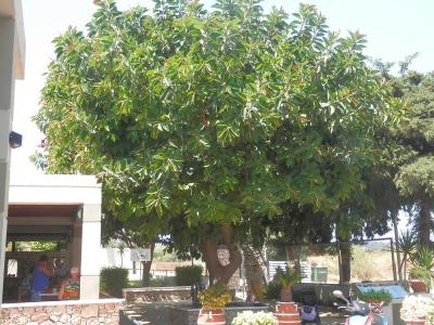 dovolená hotel Virginia