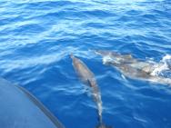 Pozorování delfínů na lodi Rota dos Cetaceos