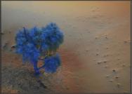 Strom v poušti, foceno z horkovzdušného balonu při letu nad pouští AL ain.
