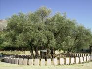 Návště 2000 let starého olivovníku.