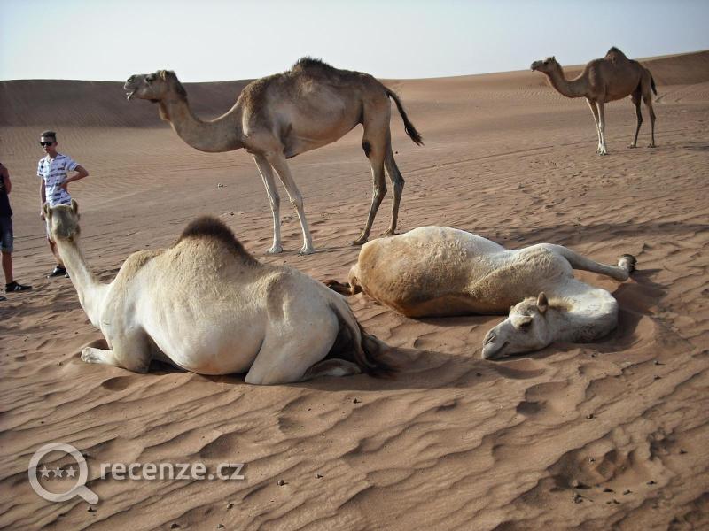 Camels - výlet do pouště