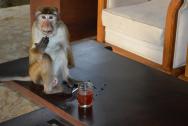 hotelové opičky