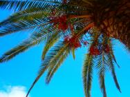 Pohled do koruny palmy z lehátka u bazenu.