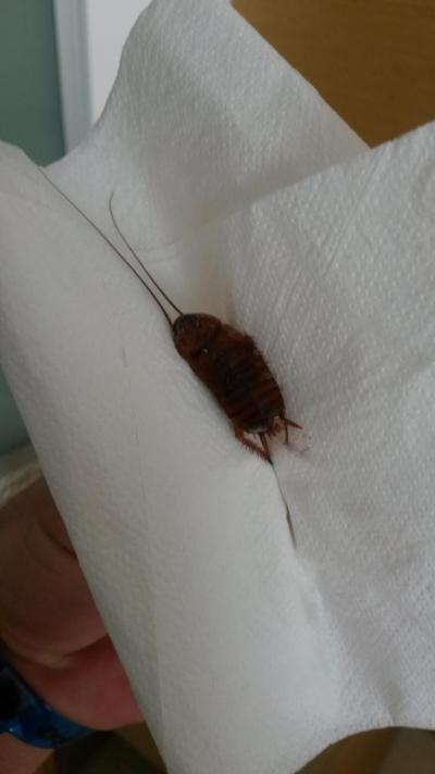 Cena neodpovídá kvalitě