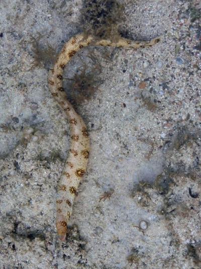 27.9.-7.10.2015 Dovolená v Utopii byla úžasná,