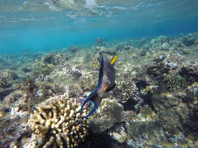 Treninková dovolená