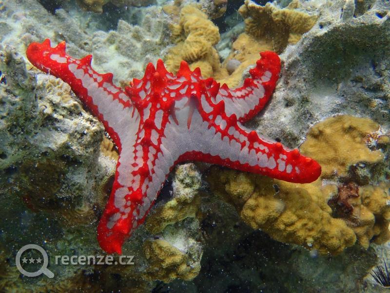 korálové útesy a jejich život u hotelu