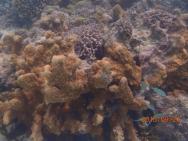 korálové útesy a jejich život u hotelu