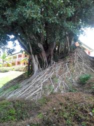 Původní stromy,rostli před zahájením stavby hotelu