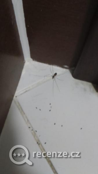 mravenci a pavučina s pavoukem po úklidu pokoje a vytřené podlaze v koupelně