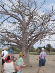 Baobab - celkem 3 stromy na ostrově - celodenní výlet po ostrově