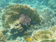 uzasny koral 