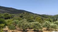 olivové háje za Argassi