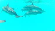 Výlet do laguny SATAYA a potápění s delfíny