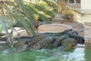 krmení krokodýlů