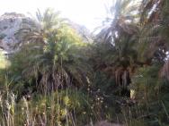 Palmový háj v Preveli