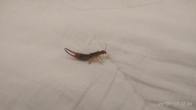 jedním slovem průjem ...