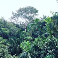 Výlet lanovkou v deštném pralese