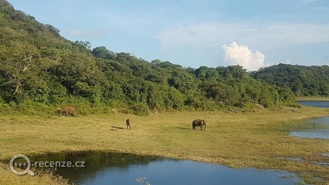 sloni u jezera Giritale