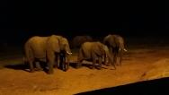večerní návštěva sloního stáda