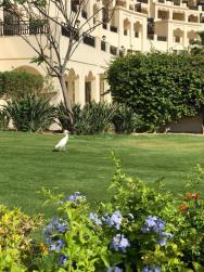 Zahrada vedlejšího hotelu Steigenberger Al Dau Beach