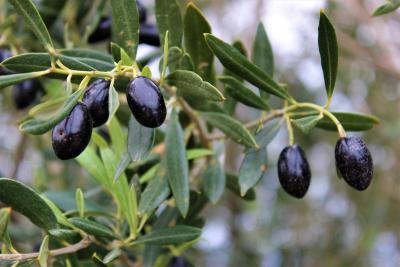 To nejlepší z Athén