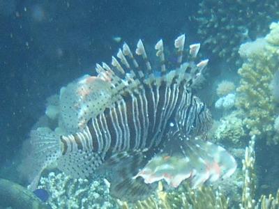  1*port ghalib resort