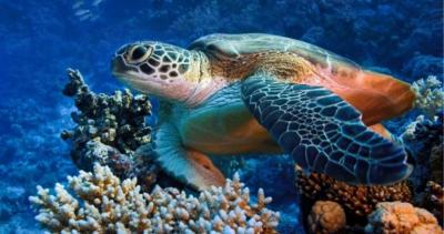 vylety  od Marsa Alam letiste