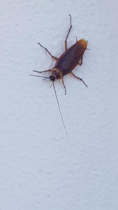 Kdo chce zažít peklo místo pěkné dovolené, tak ať jede sem.