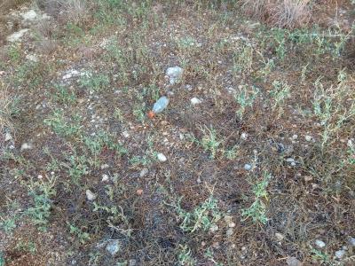 Zacharula s Melissou zklamání