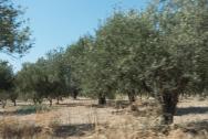 olivové háje