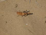 pouštní kobylka u jezera