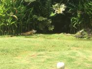 leguán v tropickej záhrade