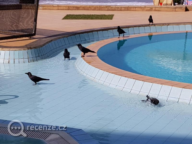 Vrány se cachtají v bazénku