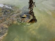 V Hikaduwě se můžete vykoupat s želvami