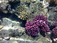 úžasné korály hned z pláže