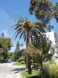 palmy v zahradě hotelu