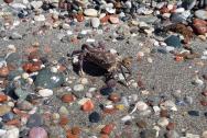 Krab na pláži u hotelu