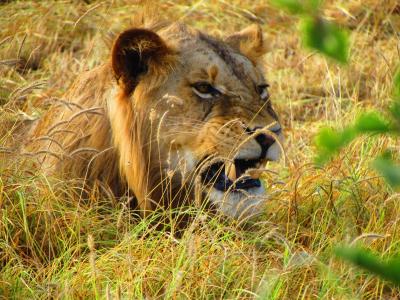 Neptune Village Beach resort plus Safari