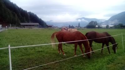 Abersee u Wolfgangsee 