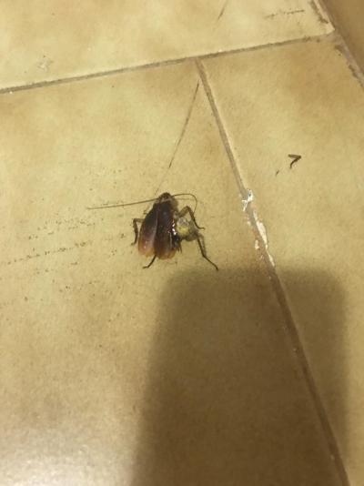 Jedna velká katastrofa