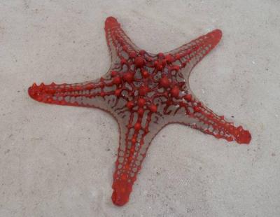 Zážitky ze Zanzibaru