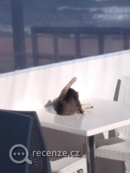 Kočka na jídelním stole