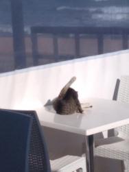 Kočka na jídelním stole