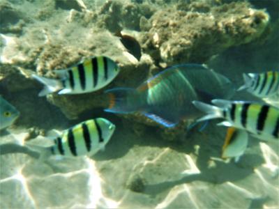 Hotel El Wekala Aqua Park Resor