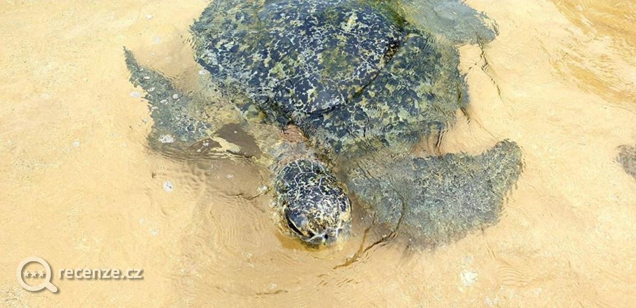 Želvy jsou zde denně na pláži