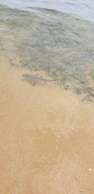 Korálový žralok přímo u hotelu