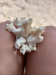 Krásné a veké korály na pláži