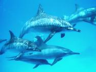 Výlet - šnorchlováni s delfíny
