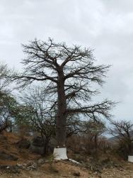 Místni baobaby 